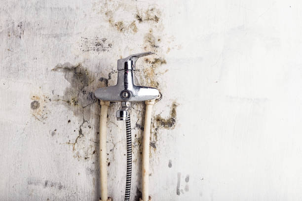 Mold Testing and Removal in Oglesby, IL