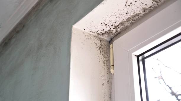Best Commercial Mold Removal  in Oglesby, IL