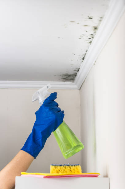 Best Mold Cleaning Services  in Oglesby, IL