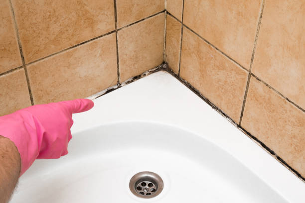 Best Black Mold Removal  in Oglesby, IL